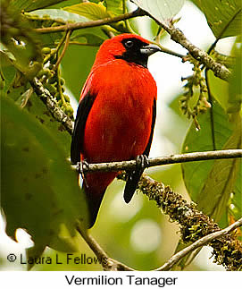 Vermilion Tanager - © Laura L Fellows and Exotic Birding LLC
