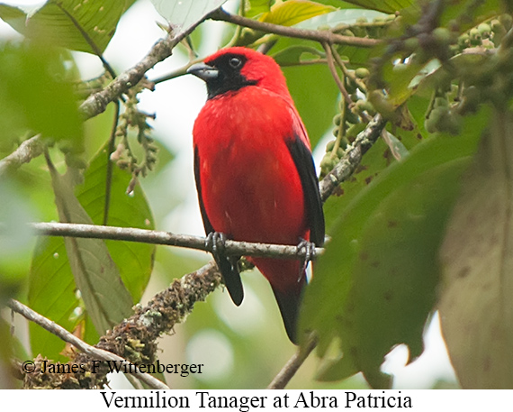 Vermilion Tanager - &copy; James F Wittenberger and Exotic Birding LLC