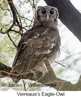 Verreaux's Eagle-Owl - © James F Wittenberger and Exotic Birding LLC Verreaux's Eagle-Owl - © James F Wittenberger and Exotic Birding LLC