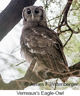 Verreaux's Eagle-Owl - © James F Wittenberger and Exotic Birding LLC