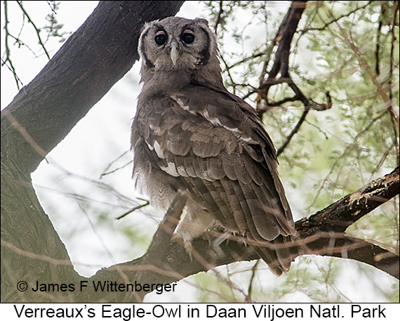 Verreaux's Eagle-Owl - © James F Wittenberger and Exotic Birding LLC Verreaux's Eagle-Owl - © James F Wittenberger and Exotic Birding LLC