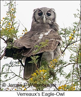 Verreaux's Eagle-Owl - © James F Wittenberger and Exotic Birding LLC