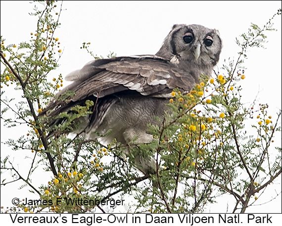 Verreaux's Eagle-Owl - © James F Wittenberger and Exotic Birding LLC