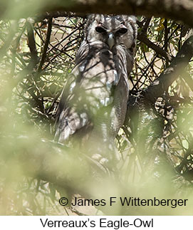 Verreaux's Eagle-Owl - &copy; James F Wittenberger and Exotic Birding LLC