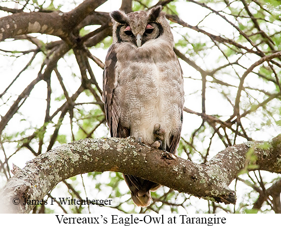 Verreaux's Eagle-Owl - © James F Wittenberger and Exotic Birding LLC