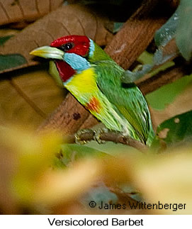 Versicolored Barbet - © James F Wittenberger and Exotic Birding LLC