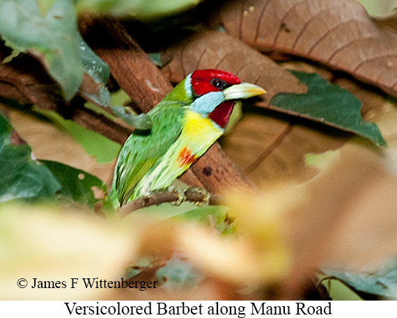 Versicolored Barbet - &copy; James F Wittenberger and Exotic Birding LLC