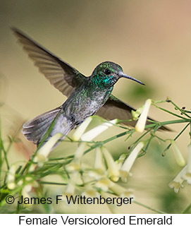 Versicolored Emerald - © James F Wittenberger and Exotic Birding LLC