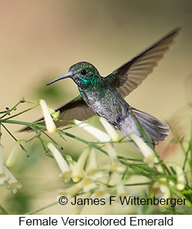 Versicolored Emerald - © James F Wittenberger and Exotic Birding LLC