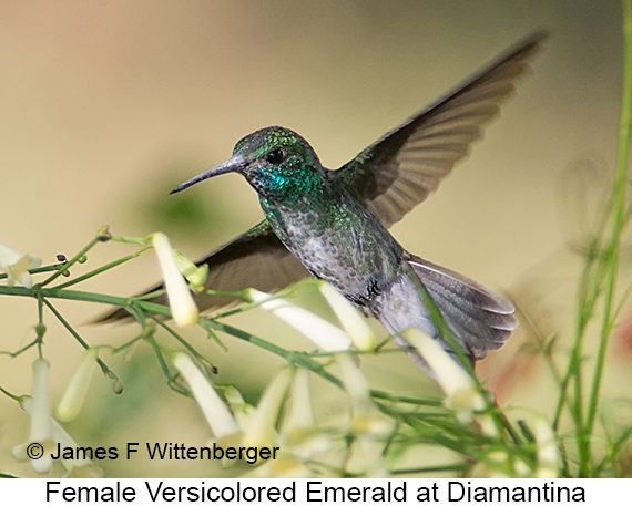 Versicolored Emerald - © James F Wittenberger and Exotic Birding LLC