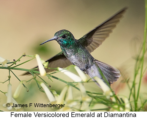 Versicolored Emerald - © James F Wittenberger and Exotic Birding LLC Versicolored Emerald - © James F Wittenberger and Exotic Birding LLC
