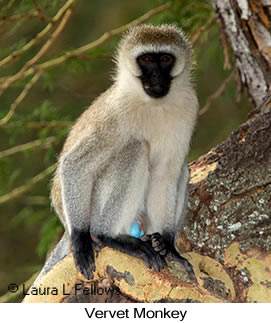 Vervet Monkey - © Laura L Fellows and Exotic Birding LLC