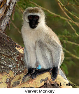 Vervet Monkey - © Laura L Fellows and Exotic Birding Tours Vervet Monkey - © Laura L Fellows and Exotic Birding Tours