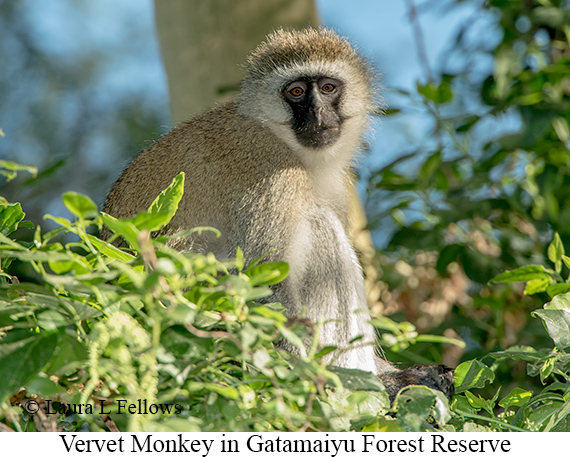 Vervet Monkey - © Laura L Fellows and Exotic Birding LLC