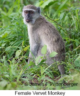 Vervet Monkey - © James F Wittenberger and Exotic Birding LLC