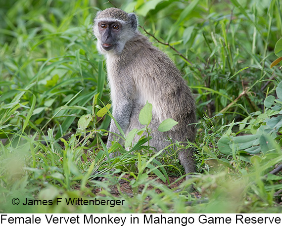 Vervet Monkey - © James F Wittenberger and Exotic Birding LLC