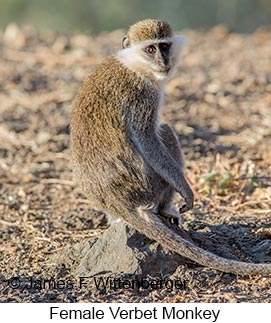 Vervet Monkey - © James F Wittenberger and Exotic Birding LLC