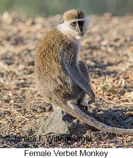 Vervet Monkey - © James F Wittenberger and Exotic Birding LLC Vervet Monkey - © James F Wittenberger and Exotic Birding LLC