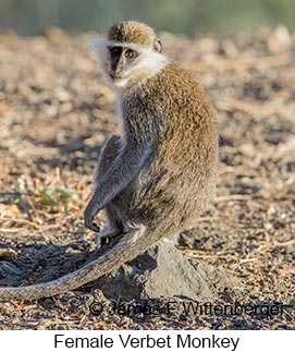 Vervet Monkey - &copy; James F Wittenberger and Exotic Birding LLC