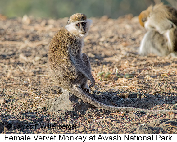 Vervet Monkey - © James F Wittenberger and Exotic Birding LLC