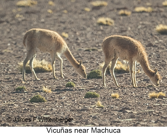Vicuña - © James F Wittenberger and Exotic Birding LLC Vicuña - © James F Wittenberger and Exotic Birding LLC