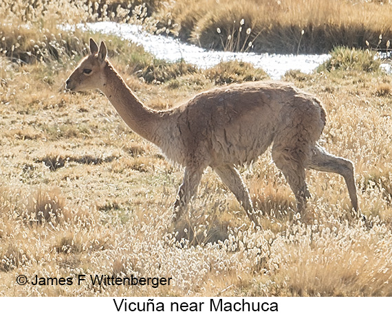 Vicuña - © James F Wittenberger and Exotic Birding LLC Vicuña - © James F Wittenberger and Exotic Birding LLC
