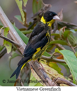 Vietnamese Greenfinch - © James F Wittenberger and Exotic Birding LLC