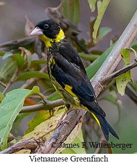 Vietnamese Greenfinch - © James F Wittenberger and Exotic Birding LLC