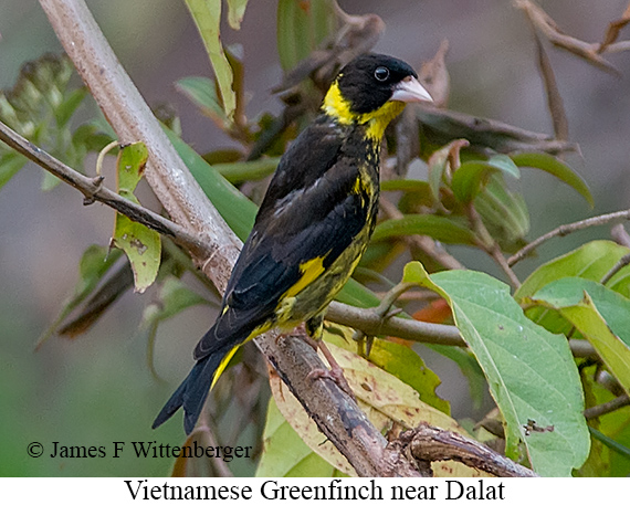 Vietnamese Greenfinch - © James F Wittenberger and Exotic Birding LLC