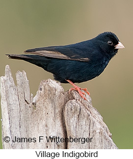 Village Indigobird - © James F Wittenberger and Exotic Birding LLC