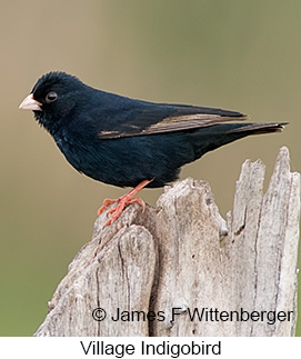 Village Indigobird - © James F Wittenberger and Exotic Birding LLC Village Indigobird - © James F Wittenberger and Exotic Birding LLC