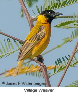 Village Weaver - © James F Wittenberger and Exotic Birding LLC
