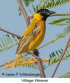Village Weaver - © James F Wittenberger and Exotic Birding LLC Village Weaver - © James F Wittenberger and Exotic Birding LLC