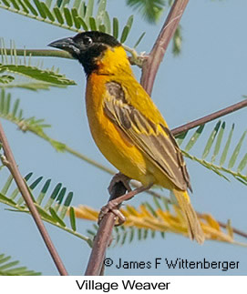 Village Weaver - © James F Wittenberger and Exotic Birding LLC