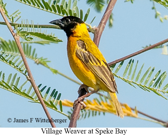 Village Weaver - © James F Wittenberger and Exotic Birding LLC