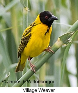 Village Weaver - © James F Wittenberger and Exotic Birding LLC