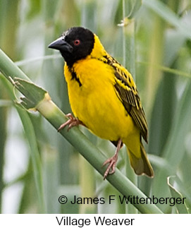 Village Weaver - © James F Wittenberger and Exotic Birding LLC