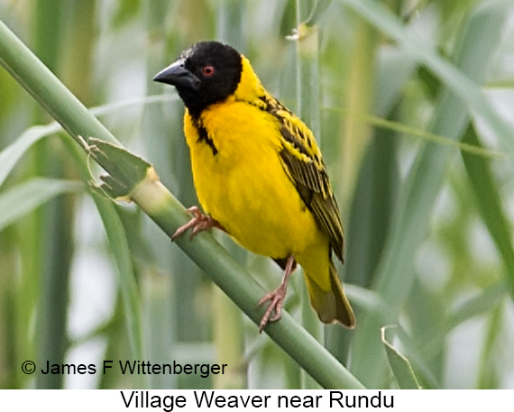 Village Weaver - © James F Wittenberger and Exotic Birding LLC