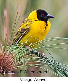 Village Weaver - © James F Wittenberger and Exotic Birding LLC