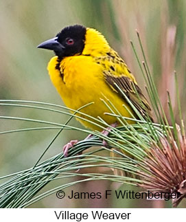 Village Weaver - © James F Wittenberger and Exotic Birding LLC Village Weaver - © James F Wittenberger and Exotic Birding LLC