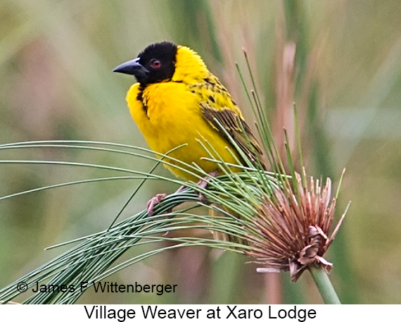 Village Weaver - © James F Wittenberger and Exotic Birding LLC Village Weaver - © James F Wittenberger and Exotic Birding LLC