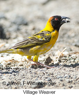 Village Weaver - © James F Wittenberger and Exotic Birding LLC