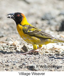 Village Weaver - © James F Wittenberger and Exotic Birding LLC Village Weaver - © James F Wittenberger and Exotic Birding LLC