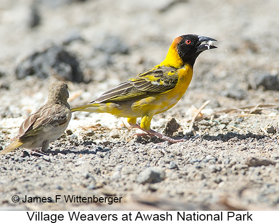 Village Weaver - © James F Wittenberger and Exotic Birding LLC