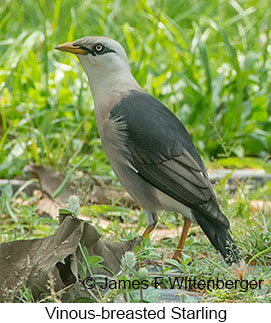 Vinous-breasted Starling - © James F Wittenberger and Exotic Birding LLC