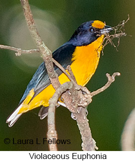 Violaceous Euphonia - © Laura L Fellows and Exotic Birding LLC