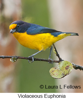 Violaceous Euphonia - © Laura L Fellows and Exotic Birding LLC