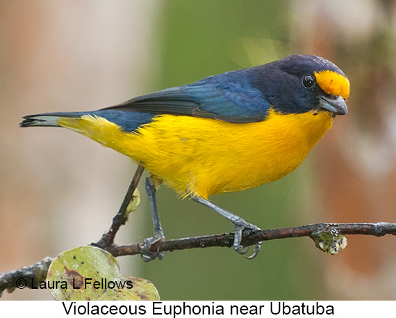 Violaceous Euphonia - © Laura L Fellows and Exotic Birding LLC