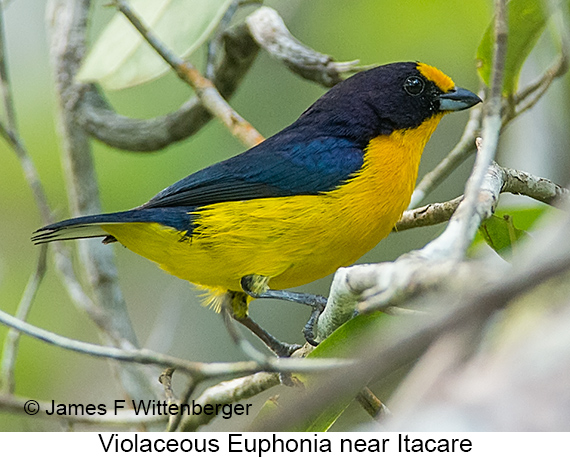Violaceous Euphonia - © James F Wittenberger and Exotic Birding LLC Violaceous Euphonia - © James F Wittenberger and Exotic Birding LLC