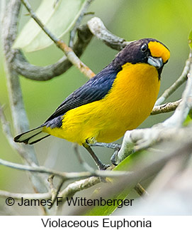 Violaceous Euphonia - © James F Wittenberger and Exotic Birding LLC
